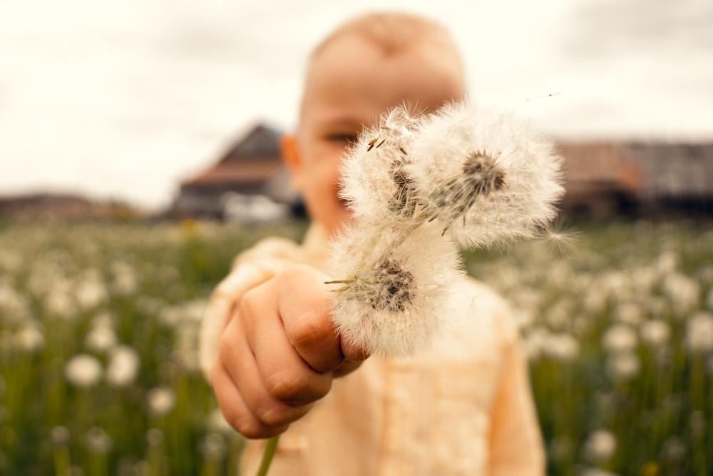 A child holding dandelions gone to seed in a sunlit meadow
