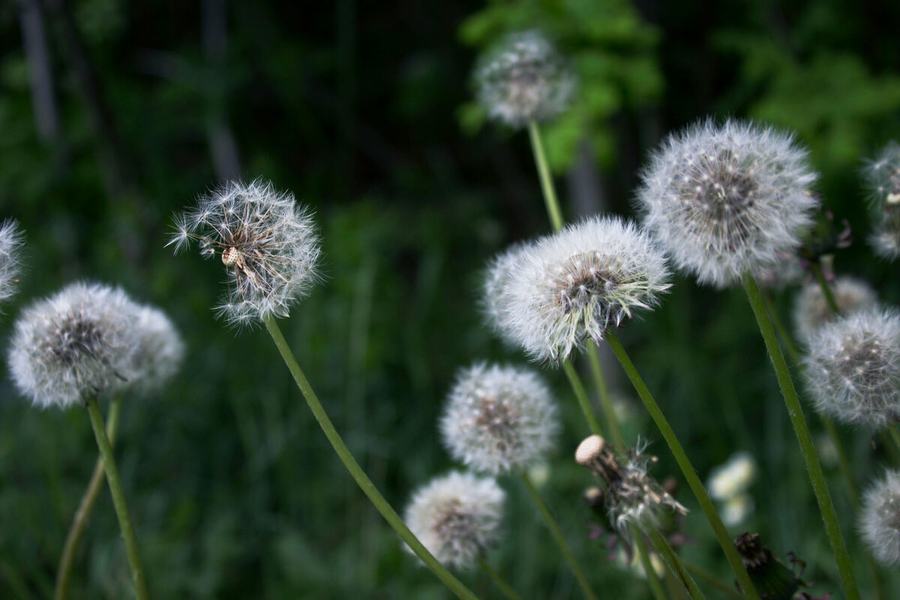 Dandelions gone to seed in a sunlit green field
